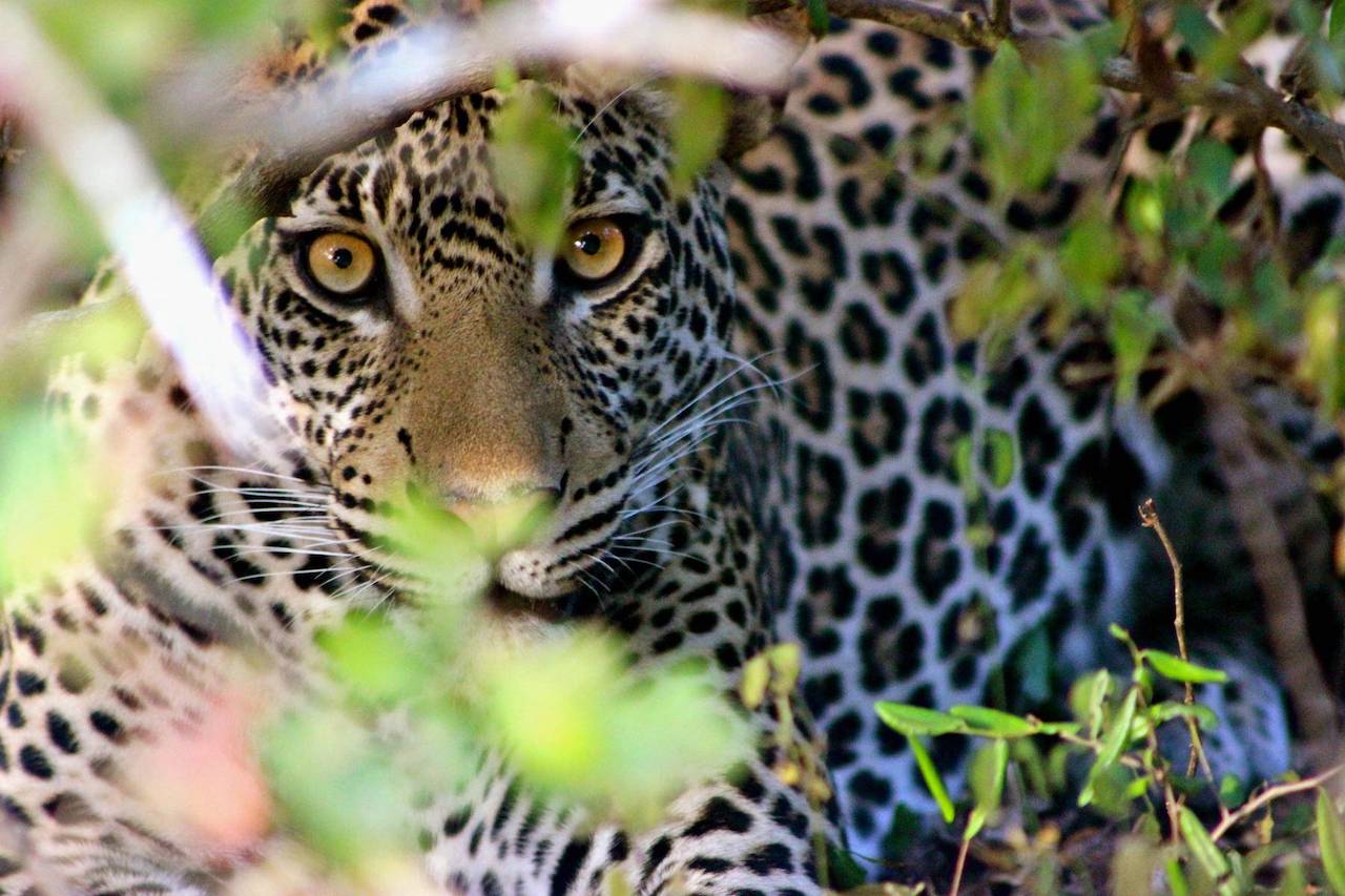 Mikumi & Ruaha 5-day safari package